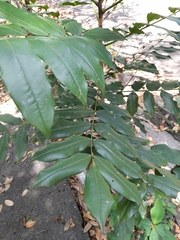 Angiospermae
