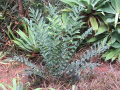 Encephalartos ferox