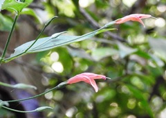 Dicliptera sciadephora