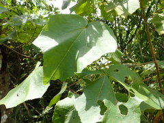 Hibiscus makinoi