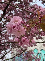 Prunus