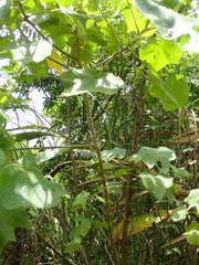 Hibiscus makinoi