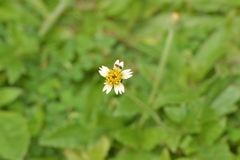 Meranoplus bicolor