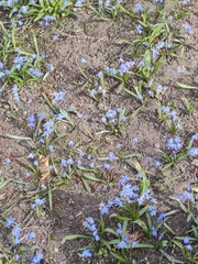 Scilla siberica