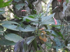 Dicliptera sciadephora