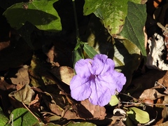 Ruellia breedlovei