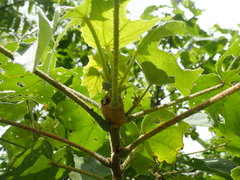 Hibiscus makinoi