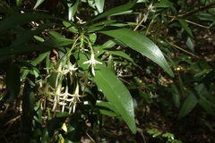 Tarenna grevei
