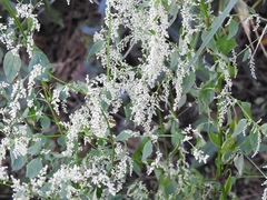 Iresine celosia