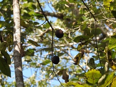 Annona macroprophyllata