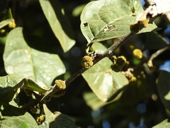 Pisonia donnellsmithii