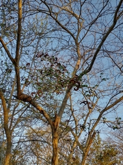 Microlobius foetidus