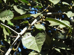 Pisonia donnellsmithii