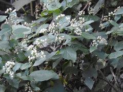 Archibaccharis schiedeana