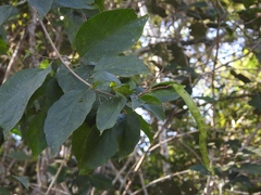 Fridericia chica