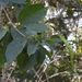 Fridericia - Photo (c) Neptalí Ramírez Marcial, algunos derechos reservados (CC BY), subido por Neptalí Ramírez Marcial