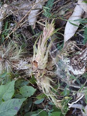 Tillandsia seleriana