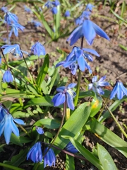 Scilla siberica