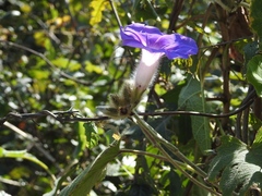 Ipomoea villifera