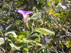 Ipomoea villifera