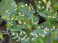 Euphorbia ariensis