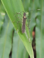 Marcius longirostris