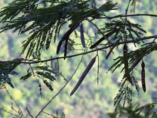 Leucaena collinsii (Leucaena collinsii)