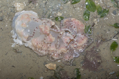 Ophiotrichidae