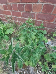 Urtica dioica