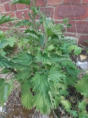 Urtica dioica
