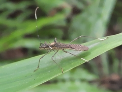 Marcius longirostris