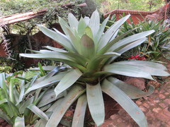 Alcantarea imperialis