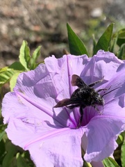 Bombus pauloensis