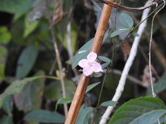 Heterocentron muricatum