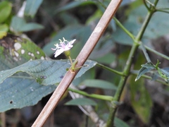 Heterocentron muricatum