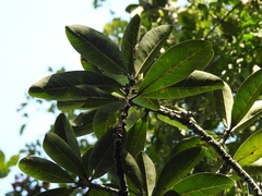 Ficus obtusifolia