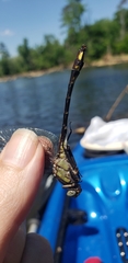 Gomphurus septima