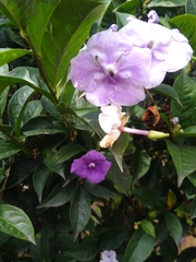 Brunfelsia