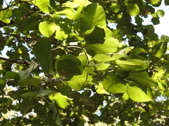 Coccoloba acapulcensis