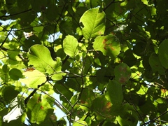 Coccoloba acapulcensis