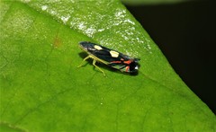 Diedrocephala