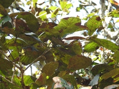 Quercus purulhana