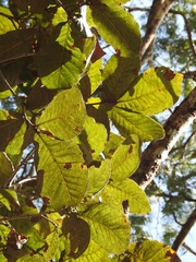 Quercus purulhana