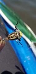 Gomphurus septima