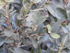 Quercus sebifera