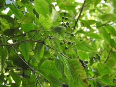 Coussarea chiapensis