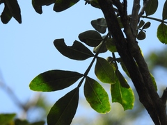 Zanthoxylum quassiifolium