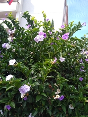 Brunfelsia