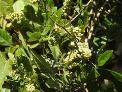 Paullinia fuscescens