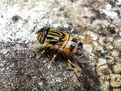 Eristalodes